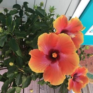 Meet your Posher, Audrey